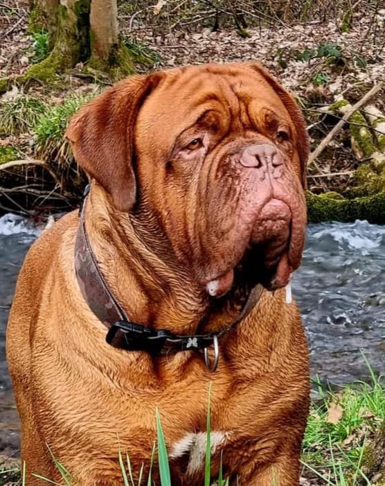 Origines – Vickking du Val de Médicis