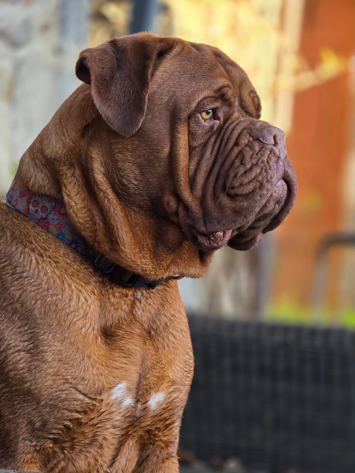 Origines – Vickking du Val de Médicis